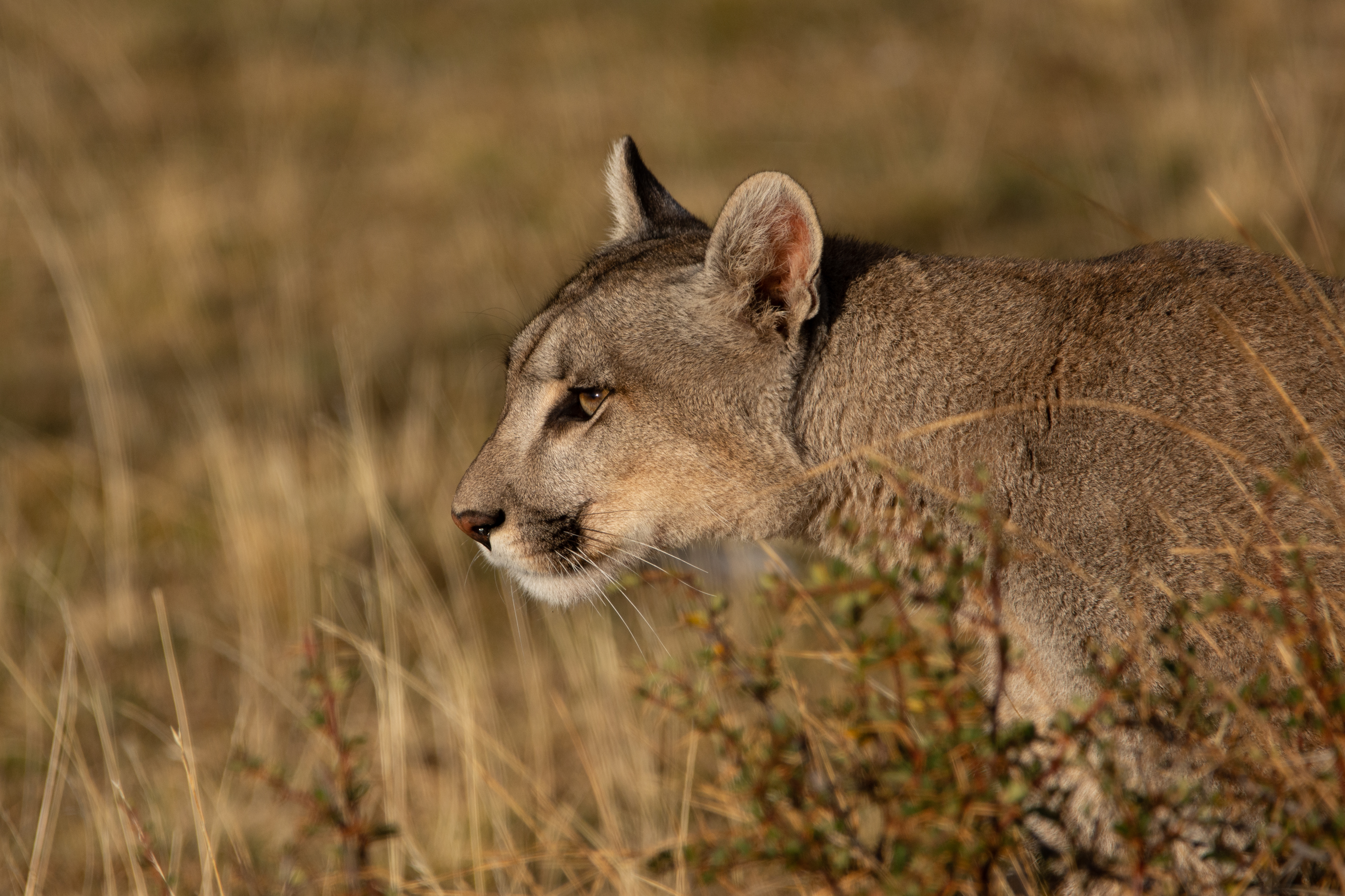 Puma in Patagonia Park